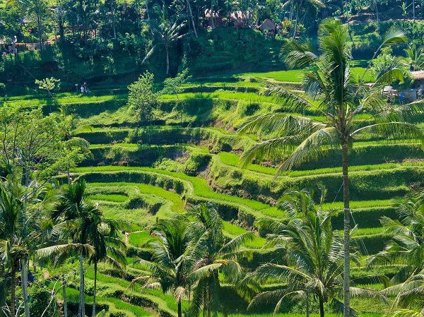 Eggers, Terry 아티스트의 Indonesia-Bali-Ubud-Tegallalang Rice Terraces near Ubud작품입니다.